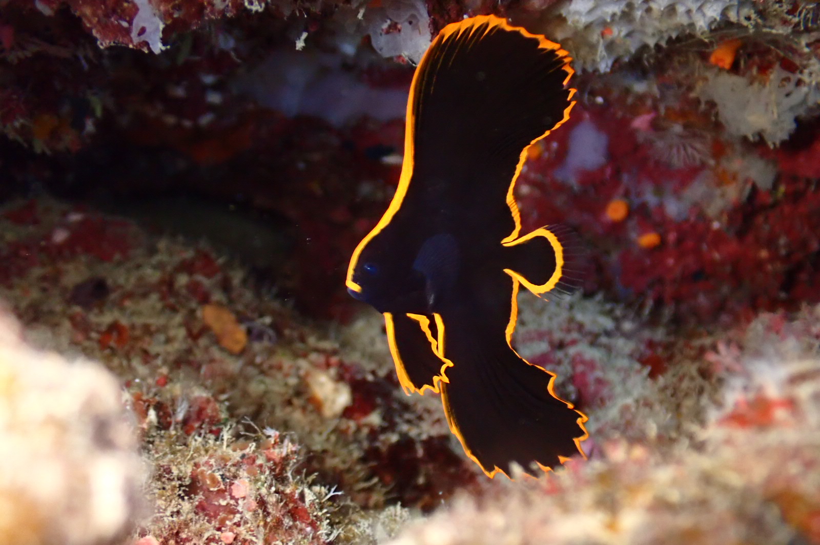 画像の説明 画像の説明