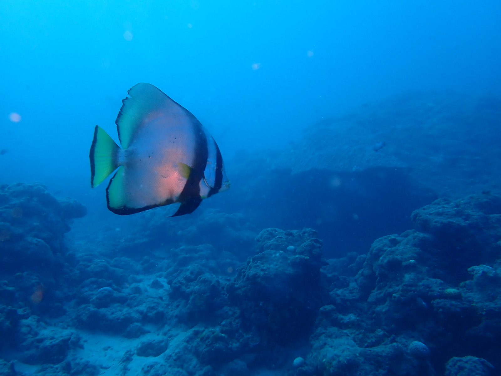 画像の説明 画像の説明