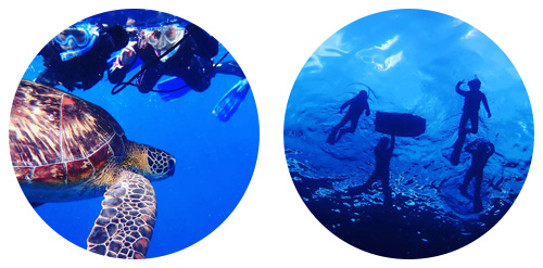 石垣島シュノーケリング風景