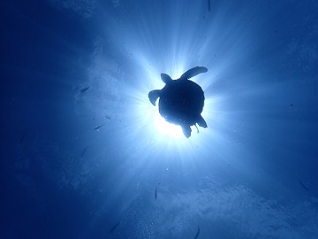 P7180175 - コピー