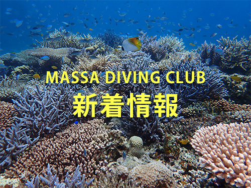 マッサダイビングクラブBLOG新着情報