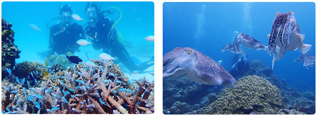 石垣島リフレッシュダイビング