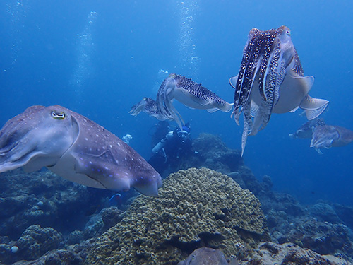 石垣島リフレッシュダイビング風景②