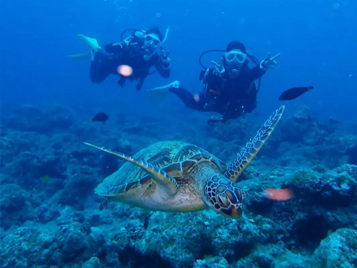 リフレッシュダイビングの魅力1