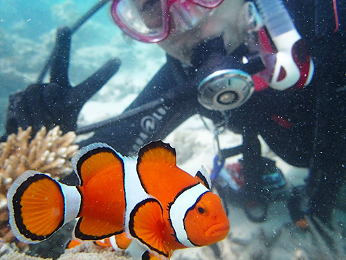 リフレッシュダイビングの魅力3