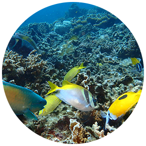 青の洞窟シュノーケリング風景② 青の洞窟シュノーケリング風景②