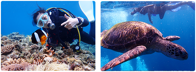 石垣島体験ダイビング