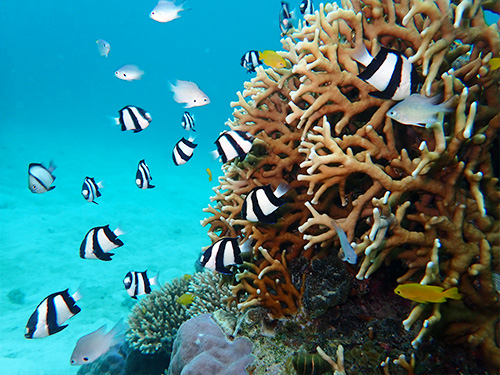 リフレッシュダイビングの魅力2