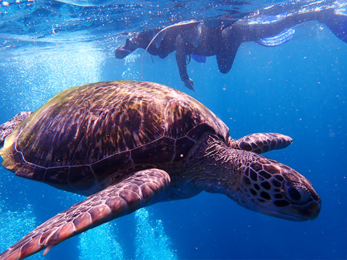 石垣島体験ダイビング風景②