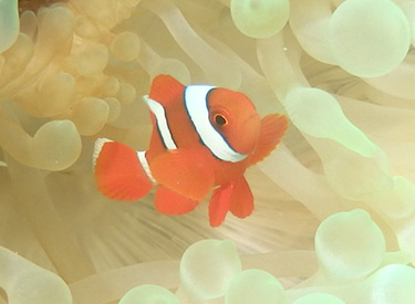 石垣島/カクレクマノミ