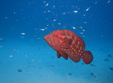 石垣島/アザハタ