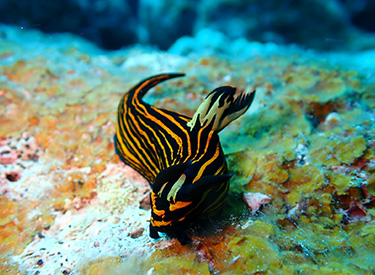 石垣島/イシガキリュウグウウミウシ