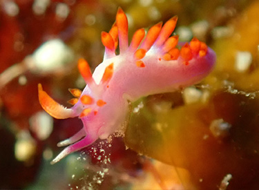 石垣島/ルージュミノウミウシ