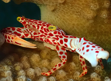 石垣島/オオアカホシサンゴガニ