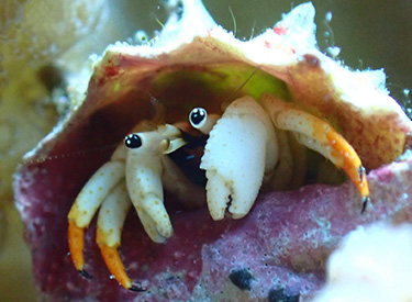 石垣島/アカツメサンゴヤドカリ