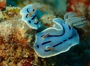 石垣島/ミゾレウミウシ