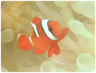 石垣島/カクレクマノミ