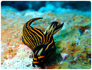 石垣島/イシガキリュウグウウミウシ