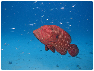 石垣島/イシガキリュウグウウミウシ