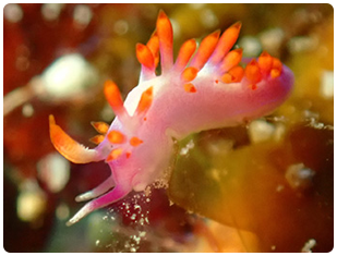 石垣島/カクレクマノミ