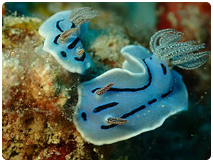 石垣島/イシガキリュウグウウミウシ