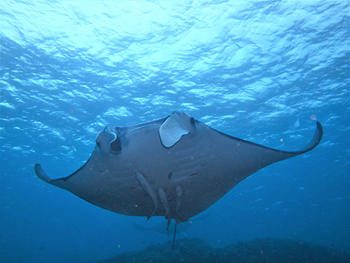 石垣島/マンタ