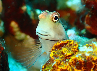 石垣島/イシガキカエルウオ