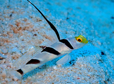 石垣島/ヒレナガネジリンボ