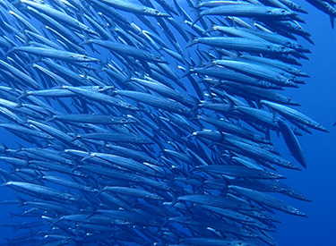 石垣島/ホソカマス