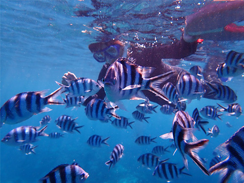 ロクセンスズメダイ