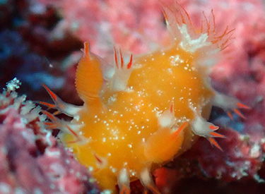 石垣島/ヒメエダウミウシ