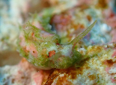 石垣島/アオミノウミウシ