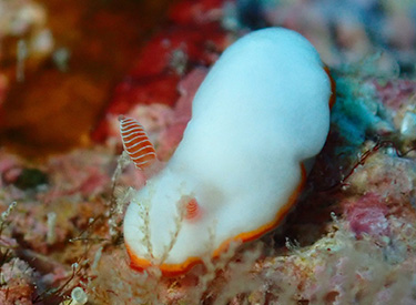 石垣島/ウミウシ