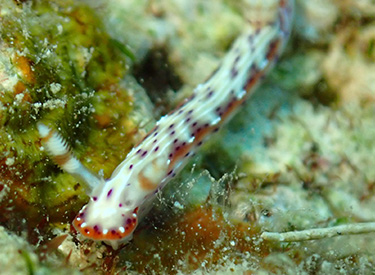 石垣島/ウミウシ