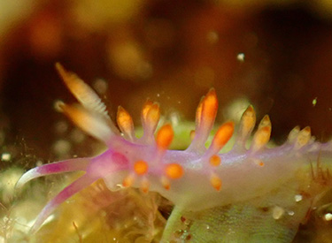 石垣島/ウミウシ