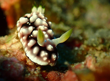 石垣島/キカモヨウウミウシ