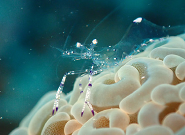 石垣島/ウミウシ