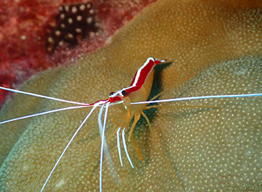 石垣島/ウミウシ