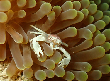 石垣島/キカモヨウウミウシ