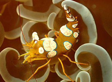 石垣島/ウミウシ