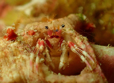 石垣島/キカモヨウウミウシ