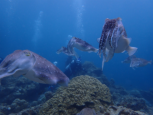 石垣島/コブシメ
