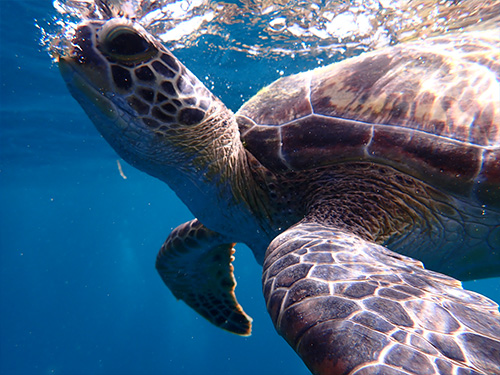 石垣島/ウミガメ