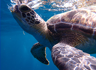 石垣島/ウミガメ