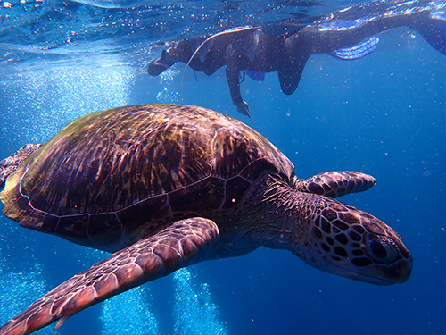 石垣島/ウミガメとダイバー