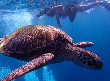石垣島/ウミガメとダイバー
