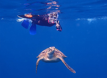 石垣島/ウミガメとダイバー
