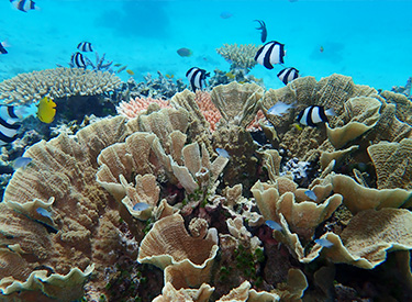 石垣島/熱帯魚とサンゴ礁