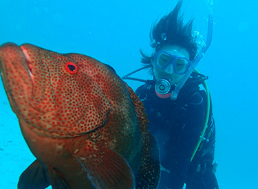石垣島/ダイバーとアザハタ