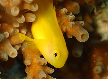 石垣島/キイロサンゴハゼ